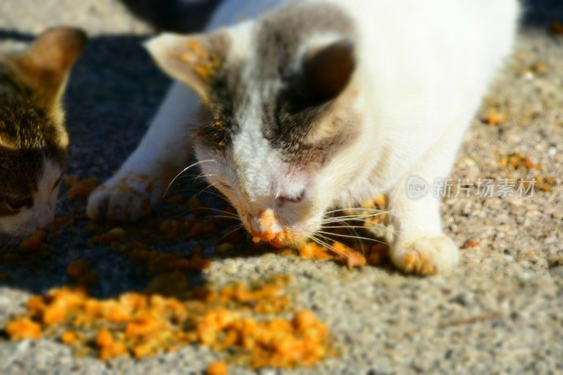 食猫科