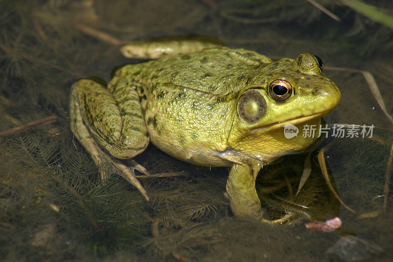 池塘里的青蛙