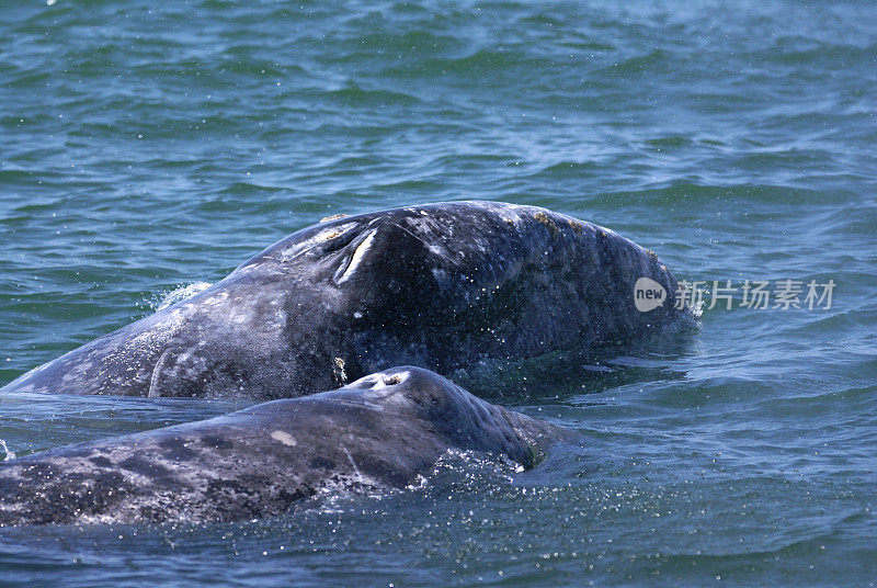 灰鲸妈妈和幼崽