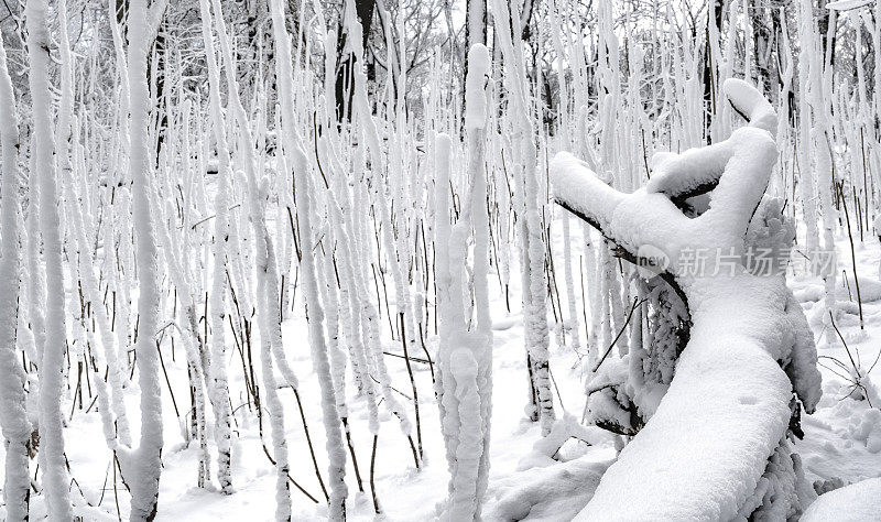 冬天的森林里下雪了