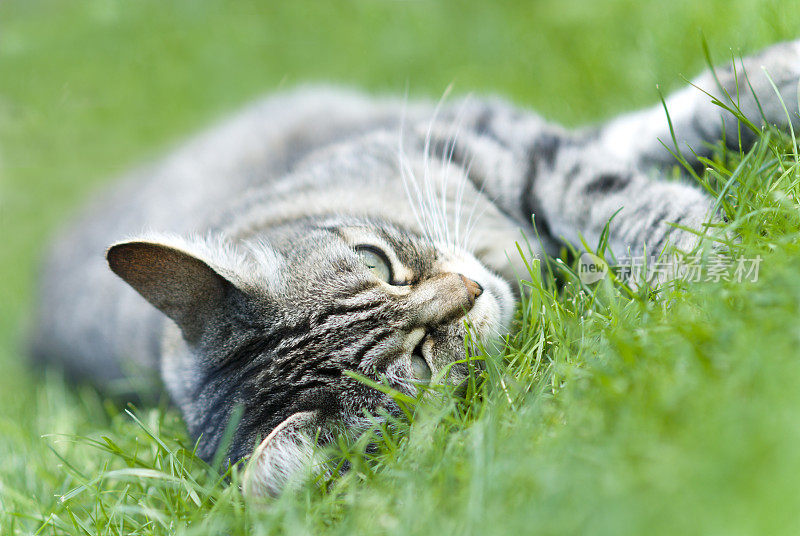 懒懒的虎猫躺在绿草堆里