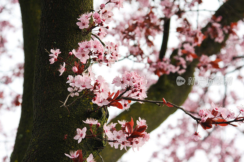 樱花