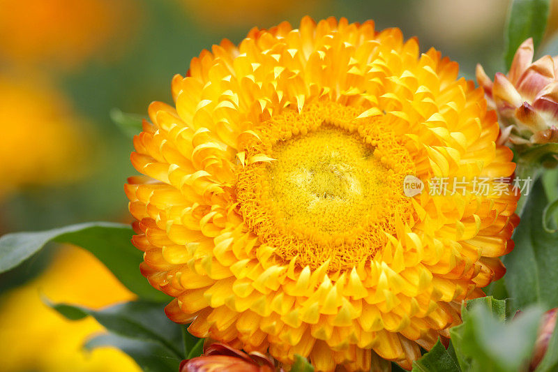 橙色Strawflower