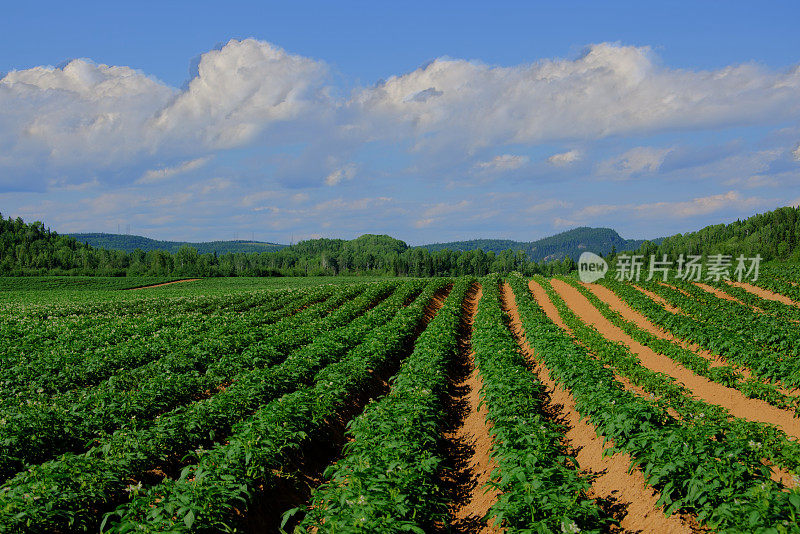 HDR，农业，作物，农业，蔬菜，绿地景观