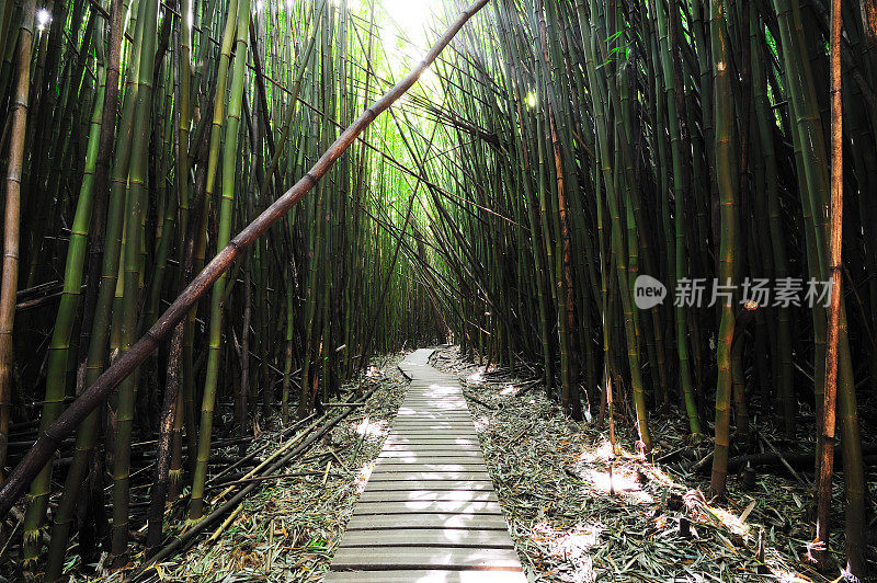 毛伊竹林，夏威夷