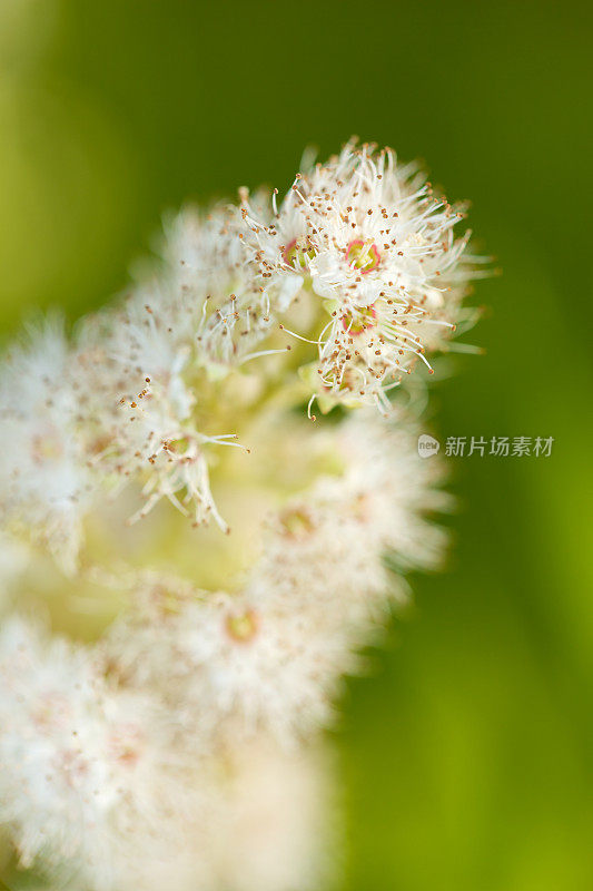 绣线菊属植物