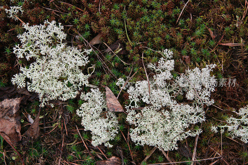 苔藓在地面