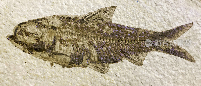 自然历史史前鱼类化石部分