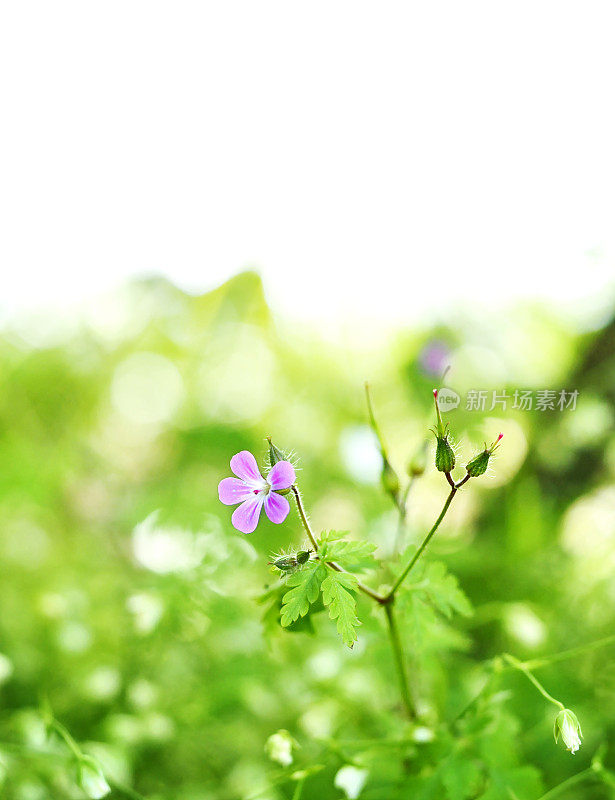 春天的花朵