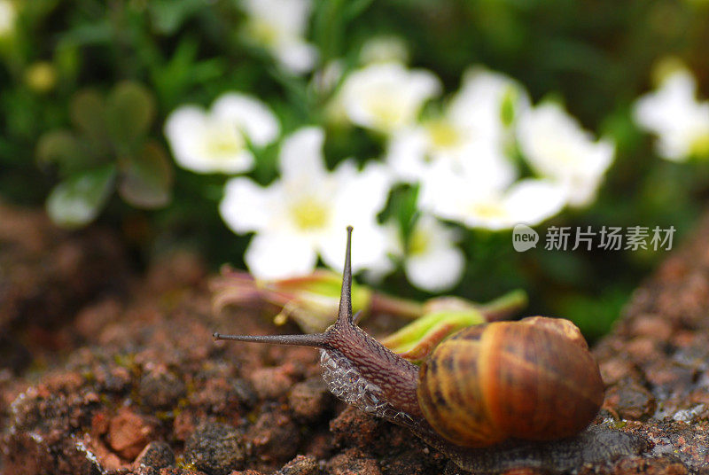 花园里的蜗牛爬上了花盆。