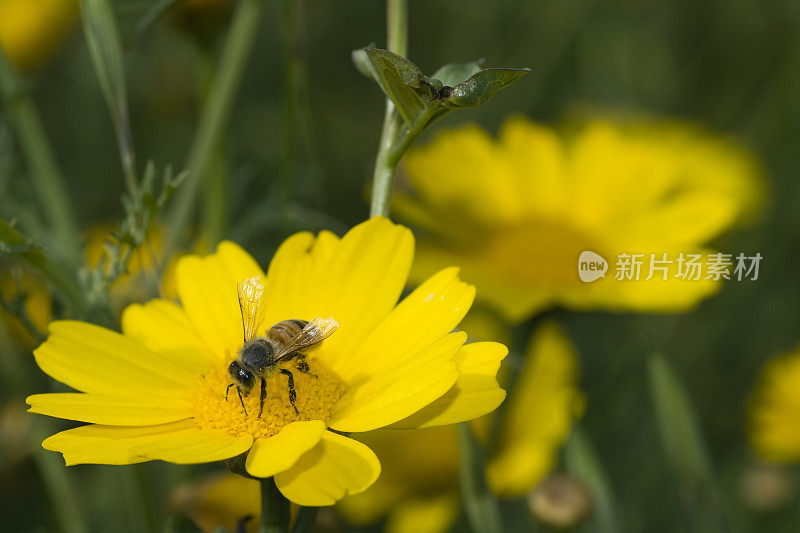 蜜蜂在除虫菊