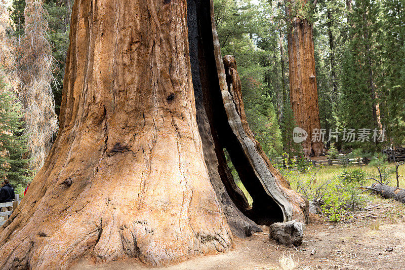 巨大的红杉树林