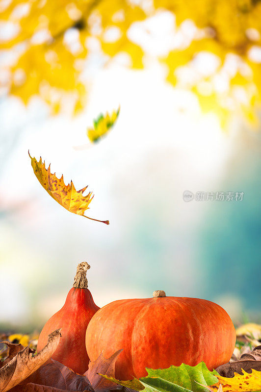 秋天的背景与落叶和南瓜