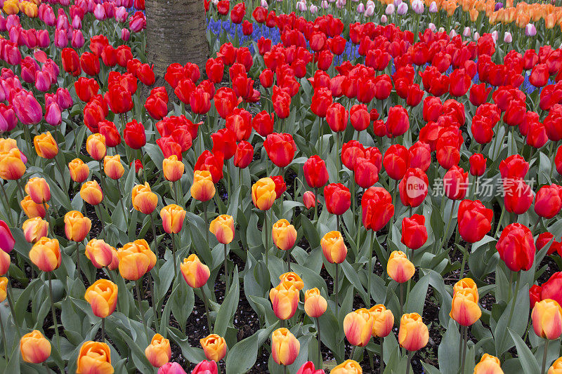 郁金香花园