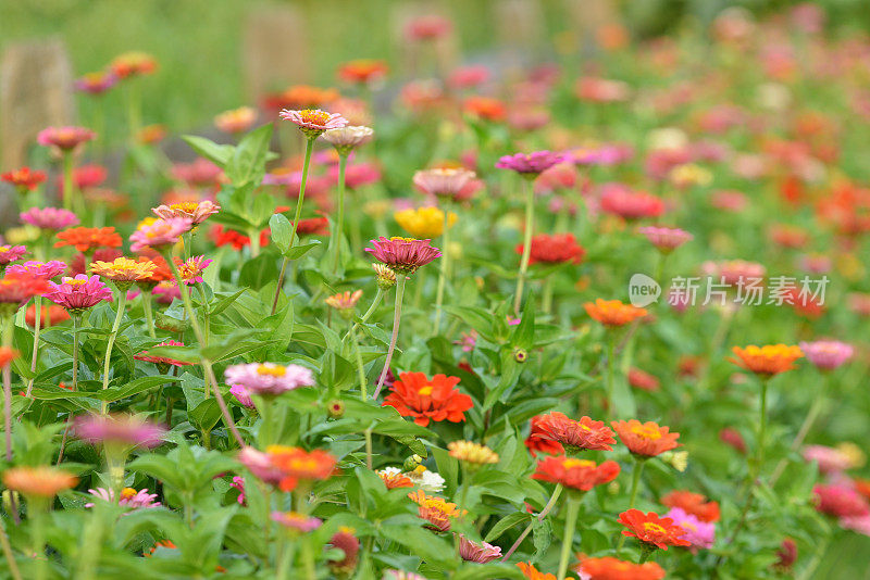 Zinnia盛开