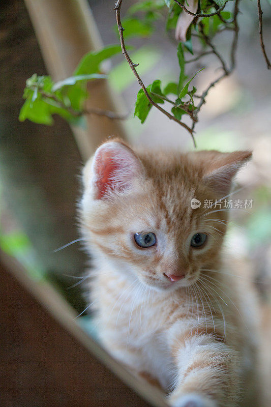 花园里的小猫