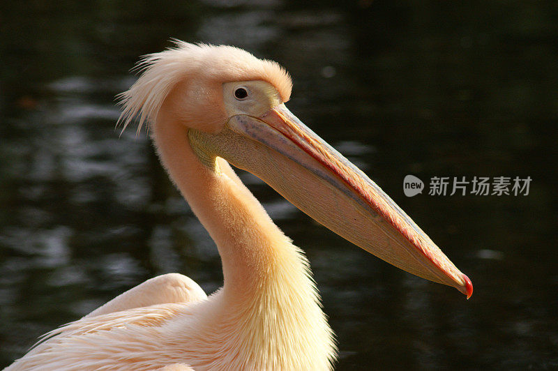 大白鲨鹈鹕