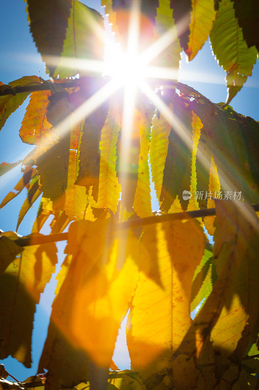 秋天的一天，阳光穿过树叶