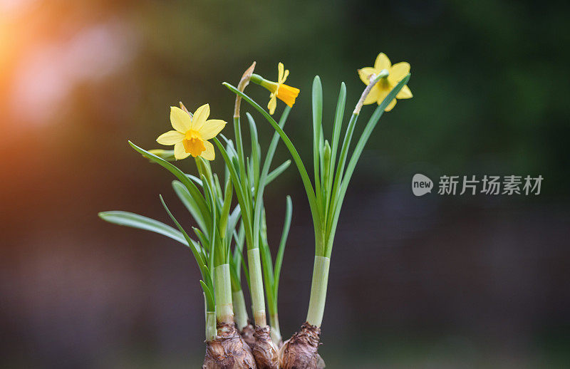 春天的水仙花