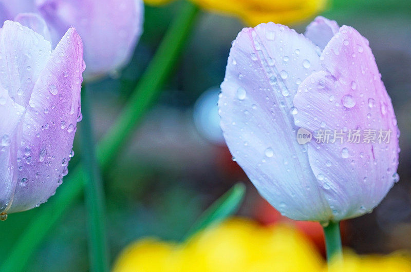 郁金香的雨滴