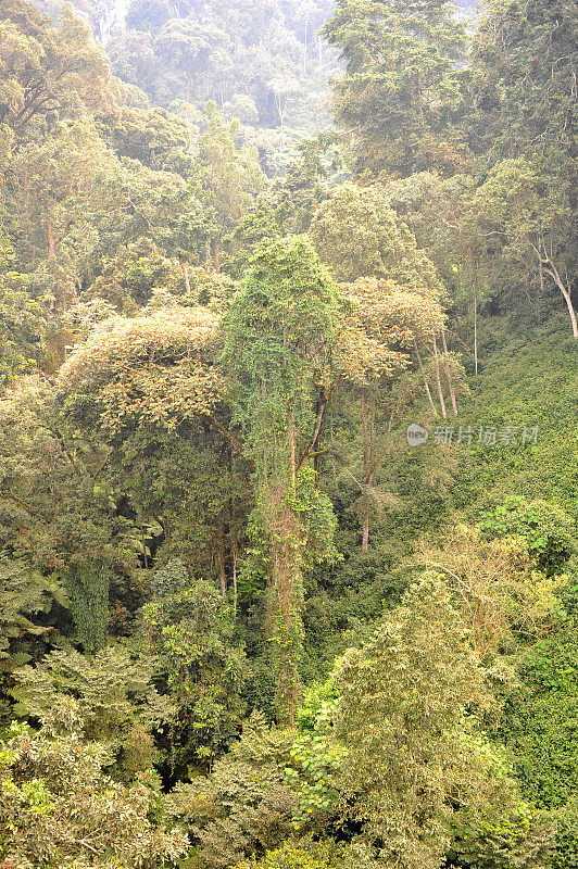 卢旺达:Nyungwe雨林