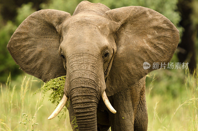 坦桑尼亚非洲象的特写