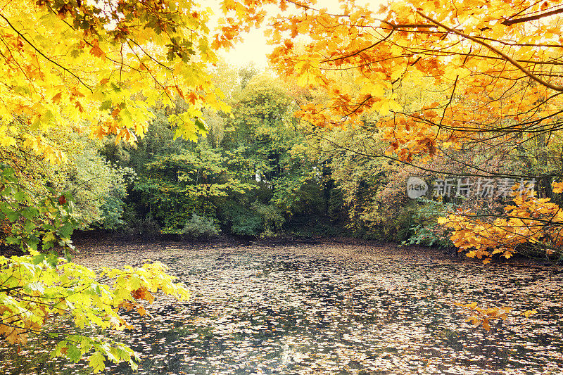 秋天，池塘周围的落叶树都长满了树叶