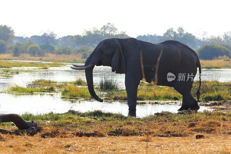 非洲象