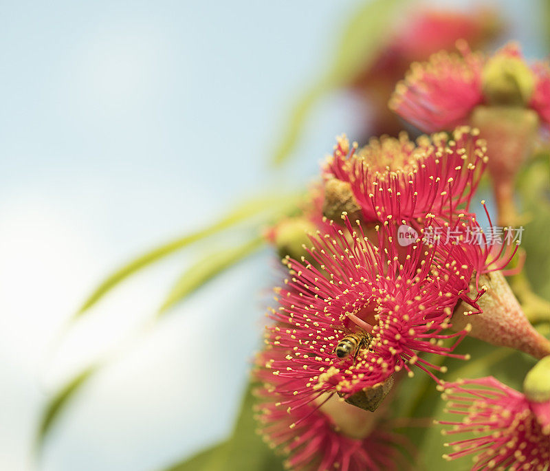 产于澳大利亚的一种天然蜜蜂，栖息在桉树的红色花朵上