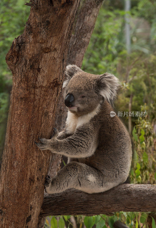 一只澳大利亚本土的考拉坐在树枝上