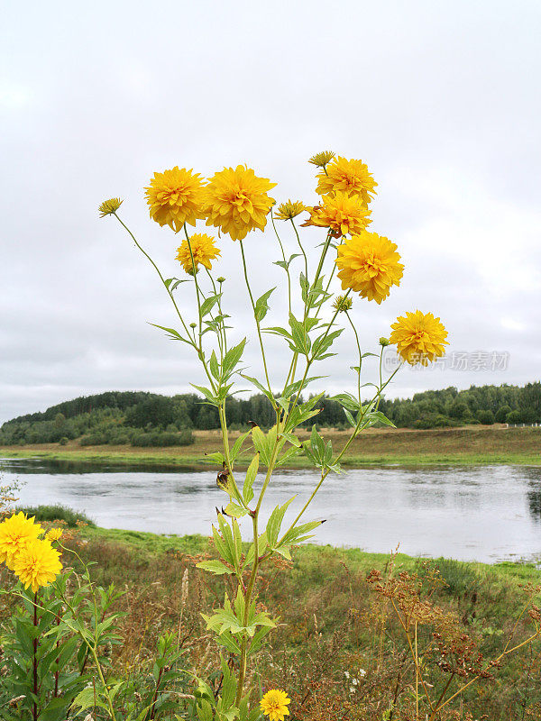 黄花在河岸上