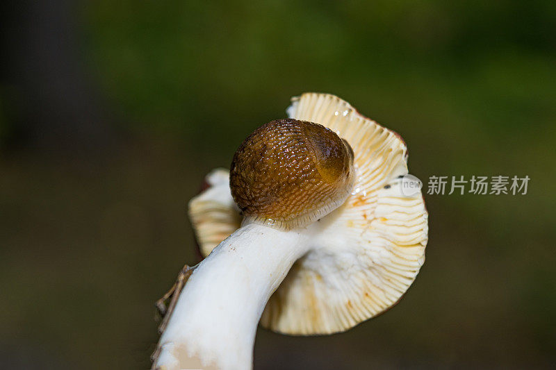 森林蘑菇脚上的鼻涕虫