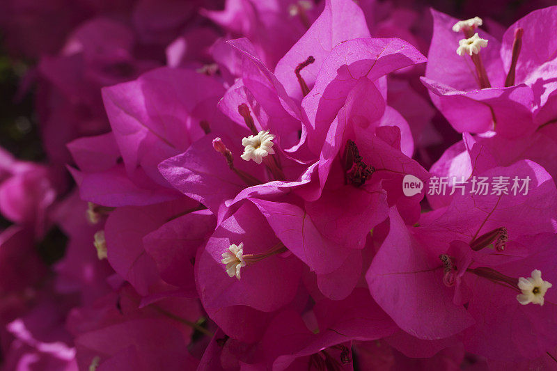 粉红色的叶子花属背景