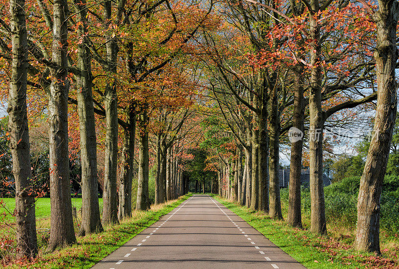 秋叶色的绿树成荫的乡村道路