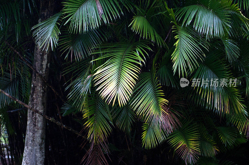 巴西美丽的棕榈树