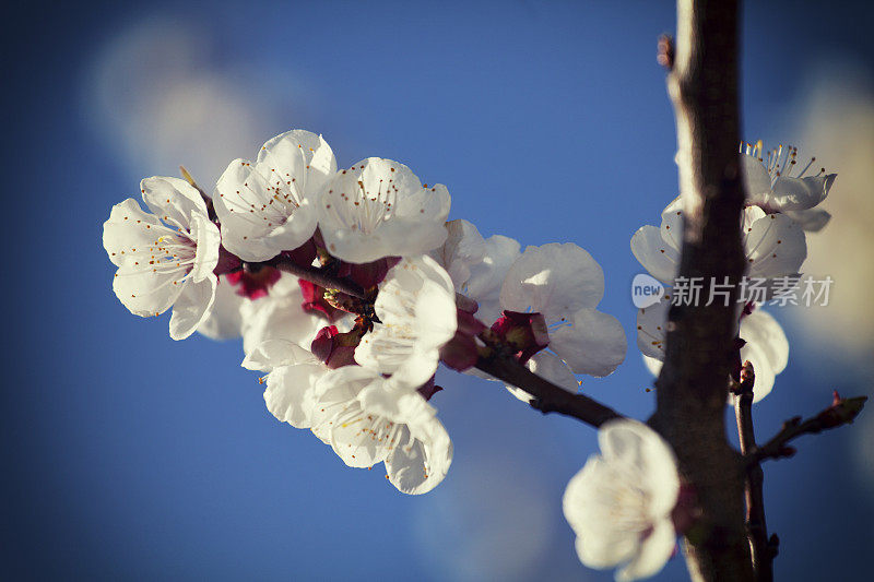 春天的杏花