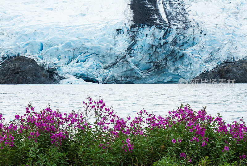 波蒂奇冰川和粉红色的野花