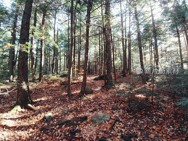 阿迪朗达克山徒步森林，落叶，太阳投射阴影