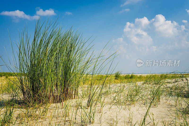 德国北海地区的沙丘和草地