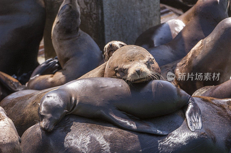 野生海狮宝宝在其他海豹上休息