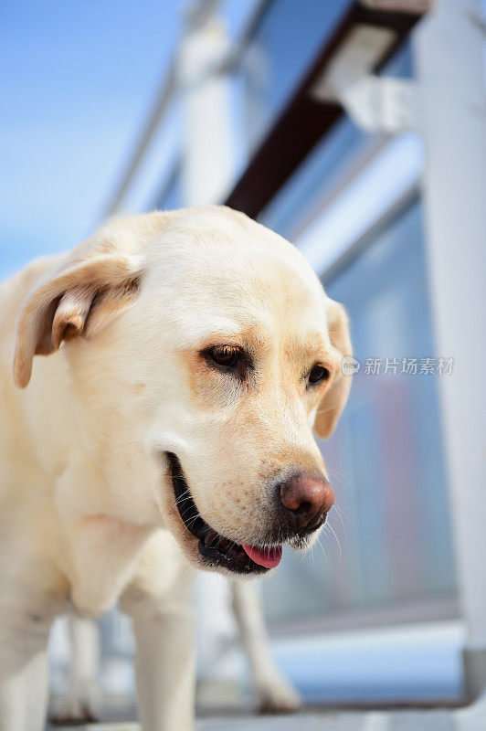 一条船上的拉布拉多寻回犬