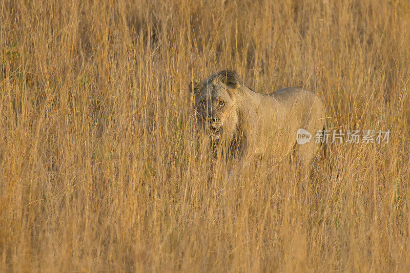 雄狮在棕色的草丛中移动，准备捕食