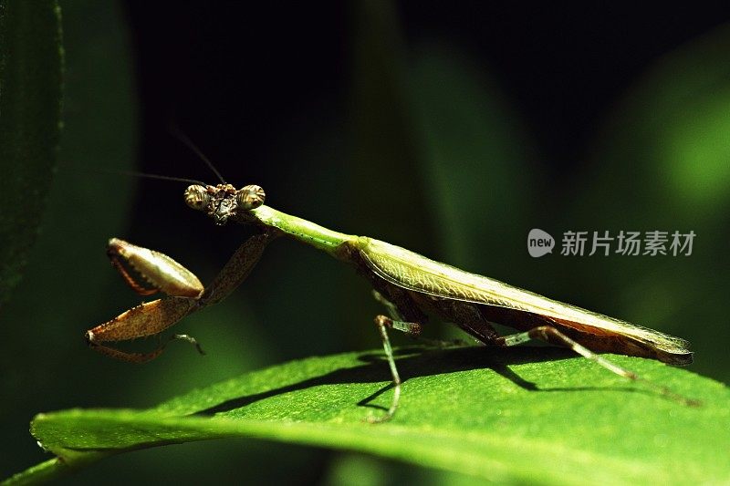 近距离拍摄螳螂(复眼看着相机)在绿叶上。