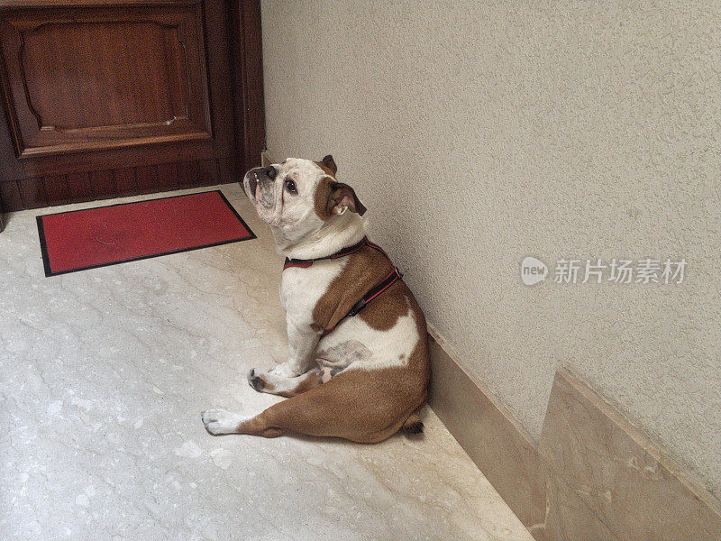 狗在屋外等候入口