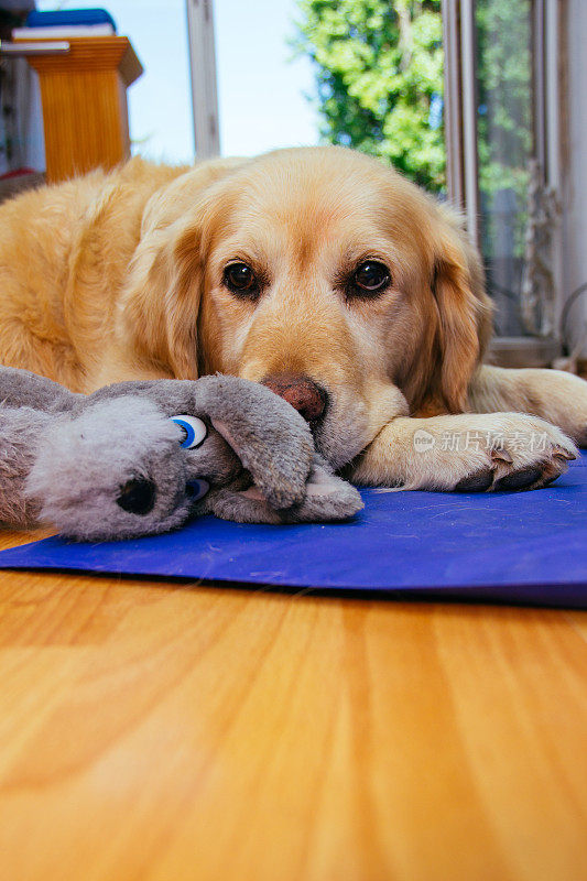 金毛猎犬和它的玩具
