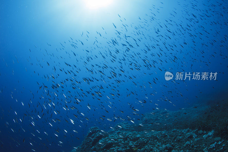 水下景观鱼类学校海洋生物水肺潜水员的观点