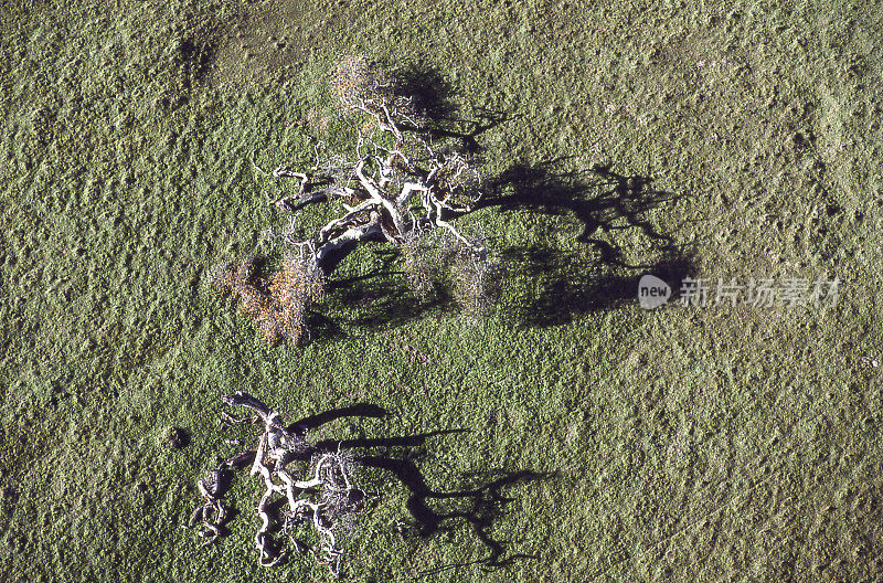 橡树生长在沿海山丘的鸟瞰图