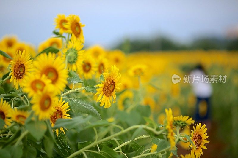 向日葵和蓝天