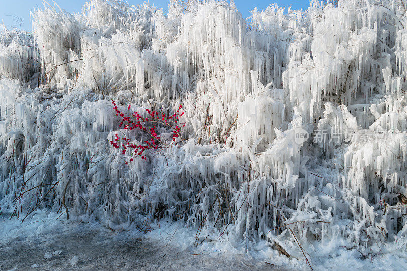 冬天的冰柱挂在树上和树枝上，上面装饰着红色的人造花