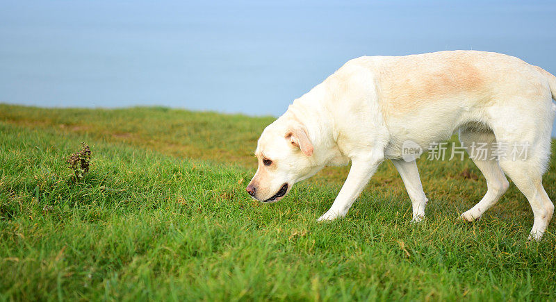 康沃尔一个渔村的拉布拉多寻回犬